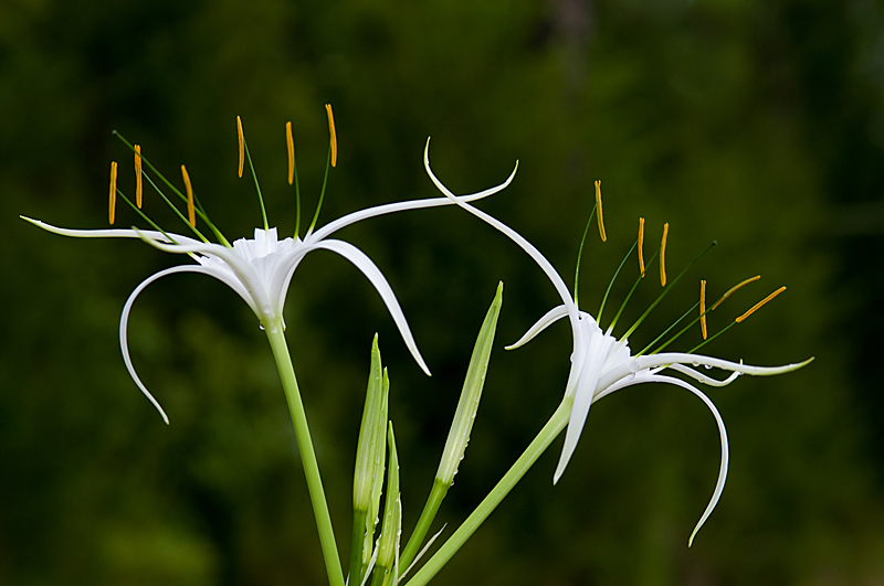 Cahaba Lilies